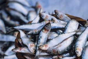 consumo-peixes-azuis-omega3